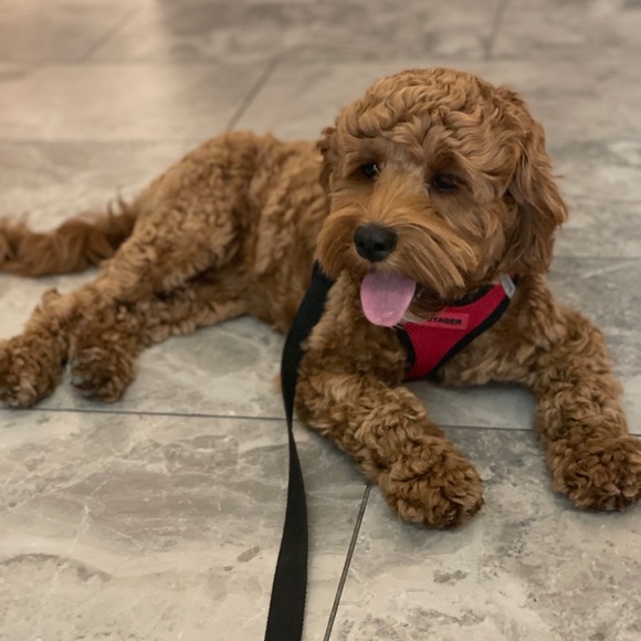 Meet your Posher, David - Picture 6 of 8